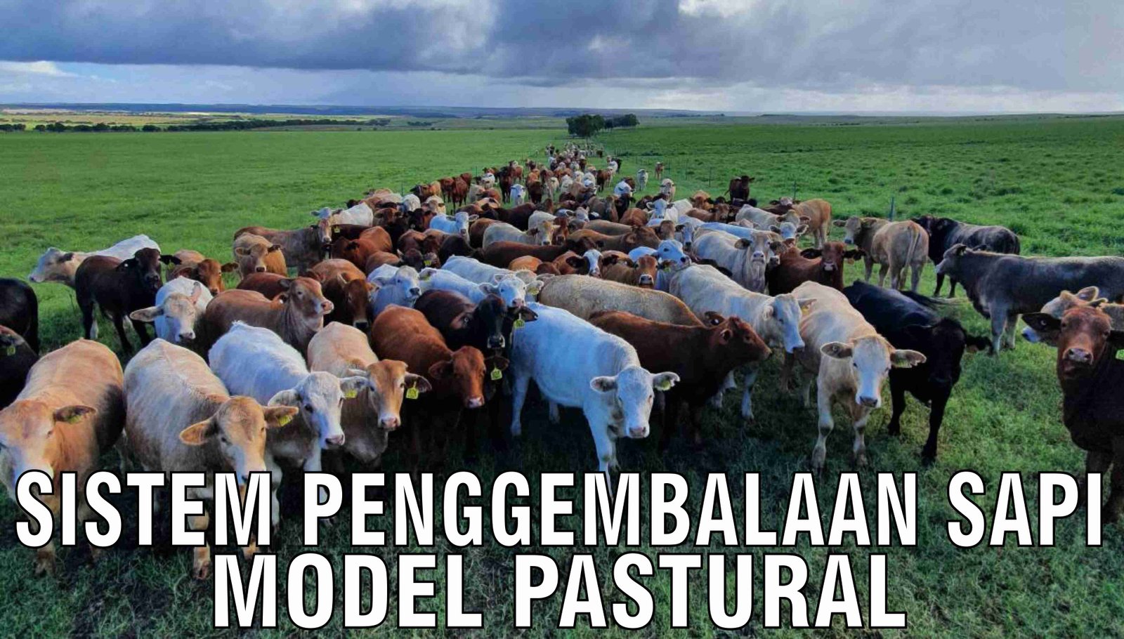 gb-01112024-04.46.31-Sistem-Penggembalaan-Sapi-Model-Pastural.jpg