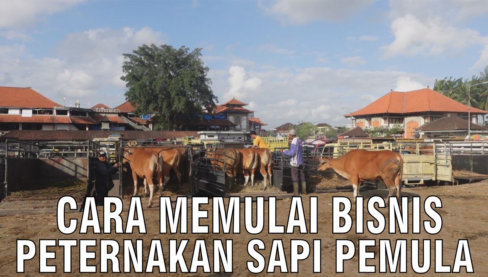 gb-02102024-09.30.47-Cara-Memulai-Bisnis-Peternakan-Sapi-Pemula.jpg