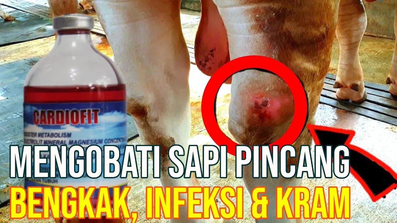 gb-02112022-09.04.41-Obat-Kaki-Sapi-Pincang-Bengkak,-Infeksi-dan-Kram-Ampuh.jpg