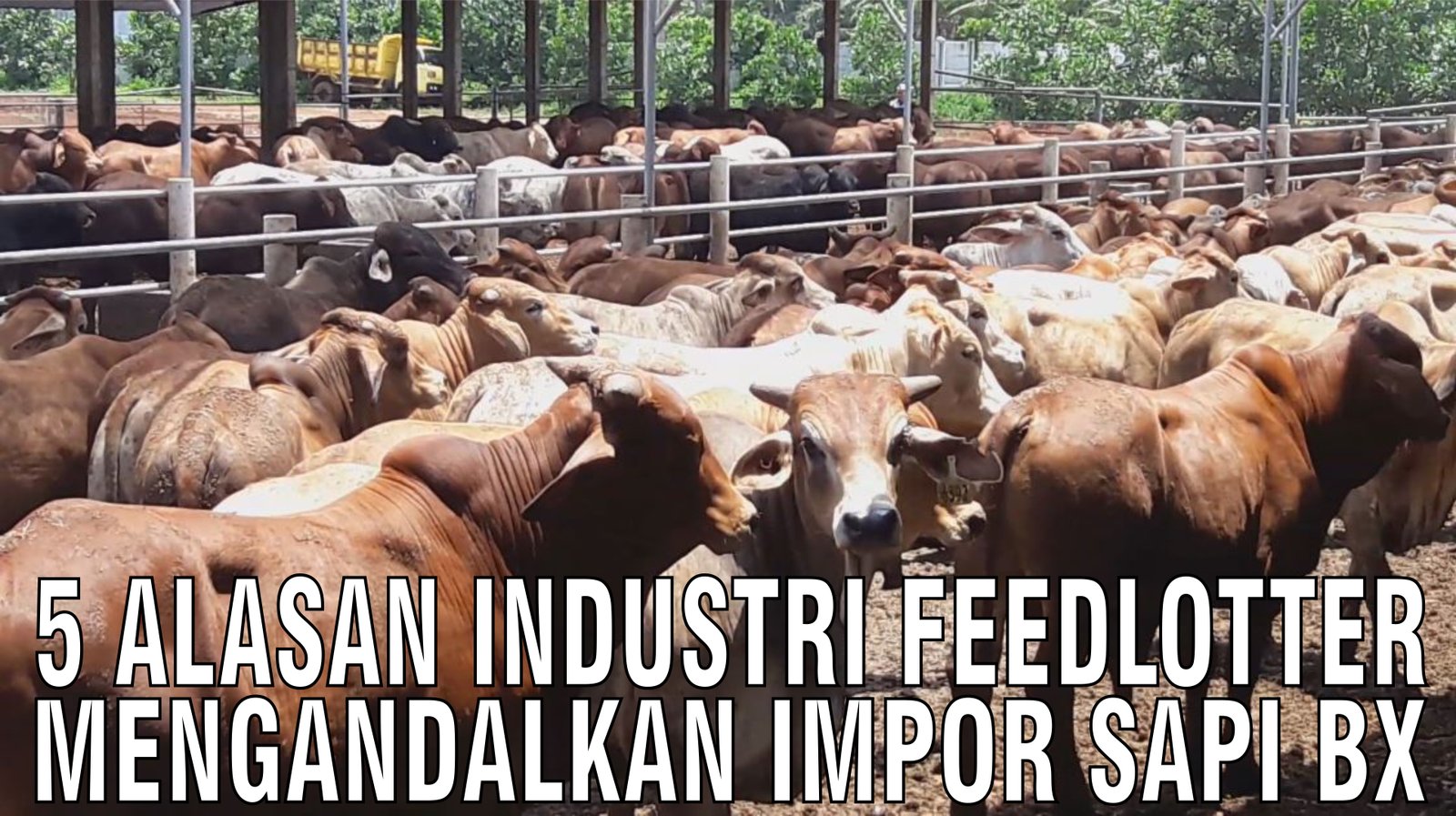 gb-03102024-04.46.54-5-Alasan-Industri-Feedlotter-Mengandalkan-Impor-Sapi-BX.jpg