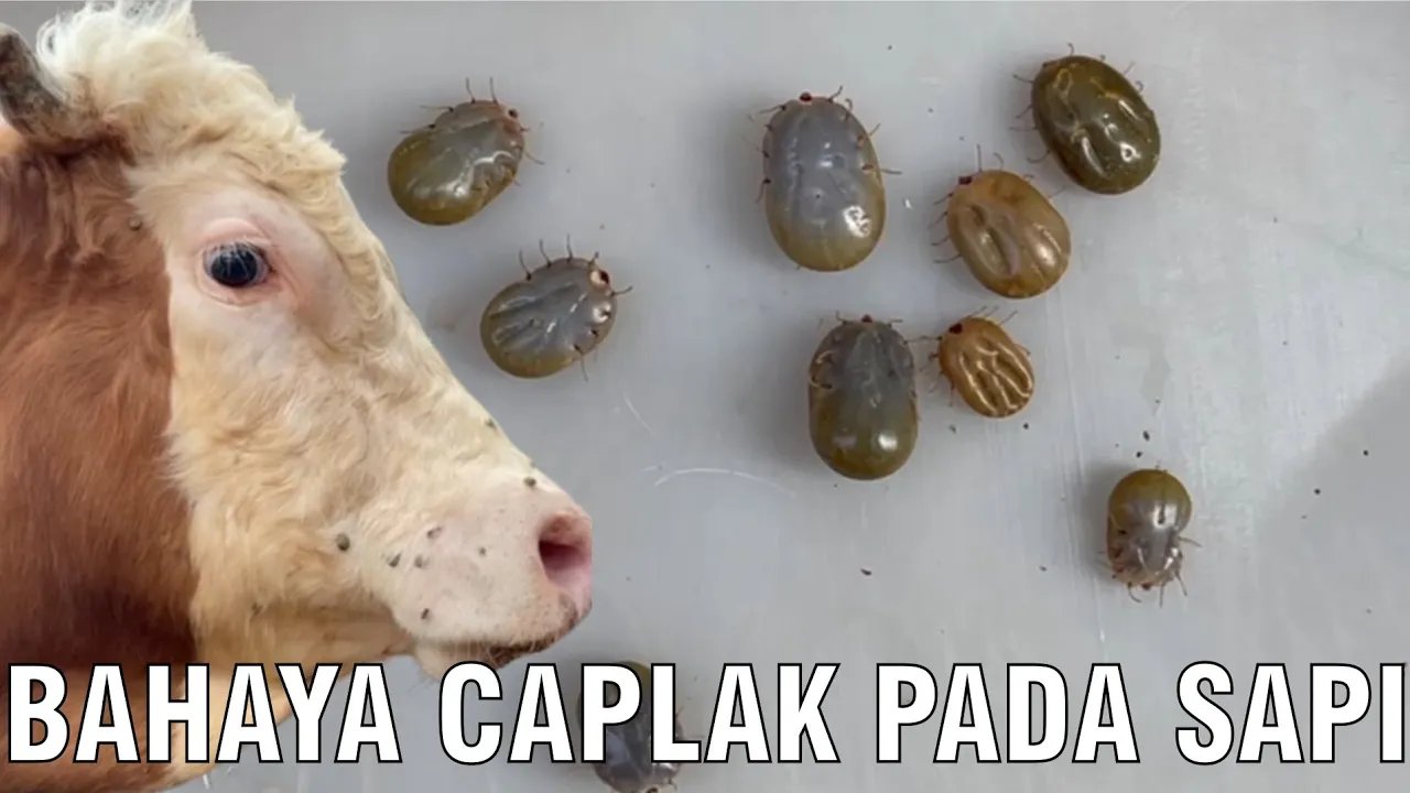 gb-05102023-05.11.12-Bahaya-Caplak-Kutu-Sapi.jpg