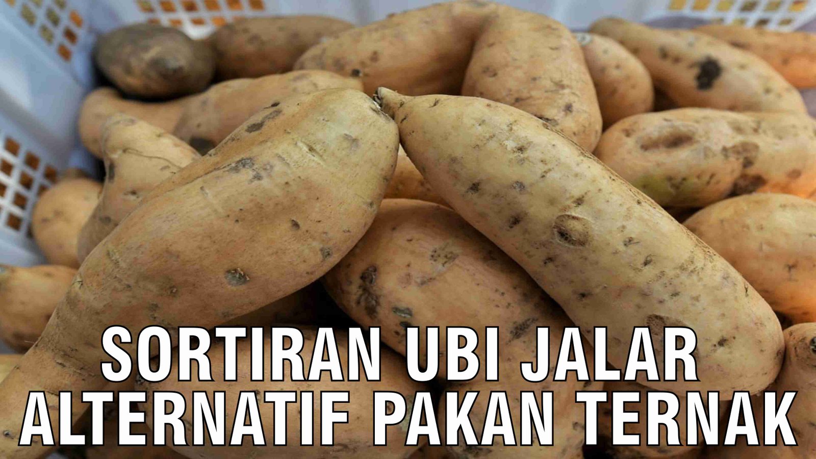 gb-05112024-04.25.32-Sortiran-Ubi-Jalar-Alternatif-Pakan-Ternak.jpg