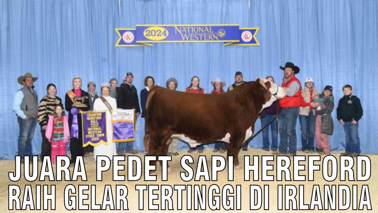 gb-05122024-07.55.25-Juara-Pedet-Sapi-Hereford-Raih-Gelar-Tertinggi-Di-Irlandia.jpg