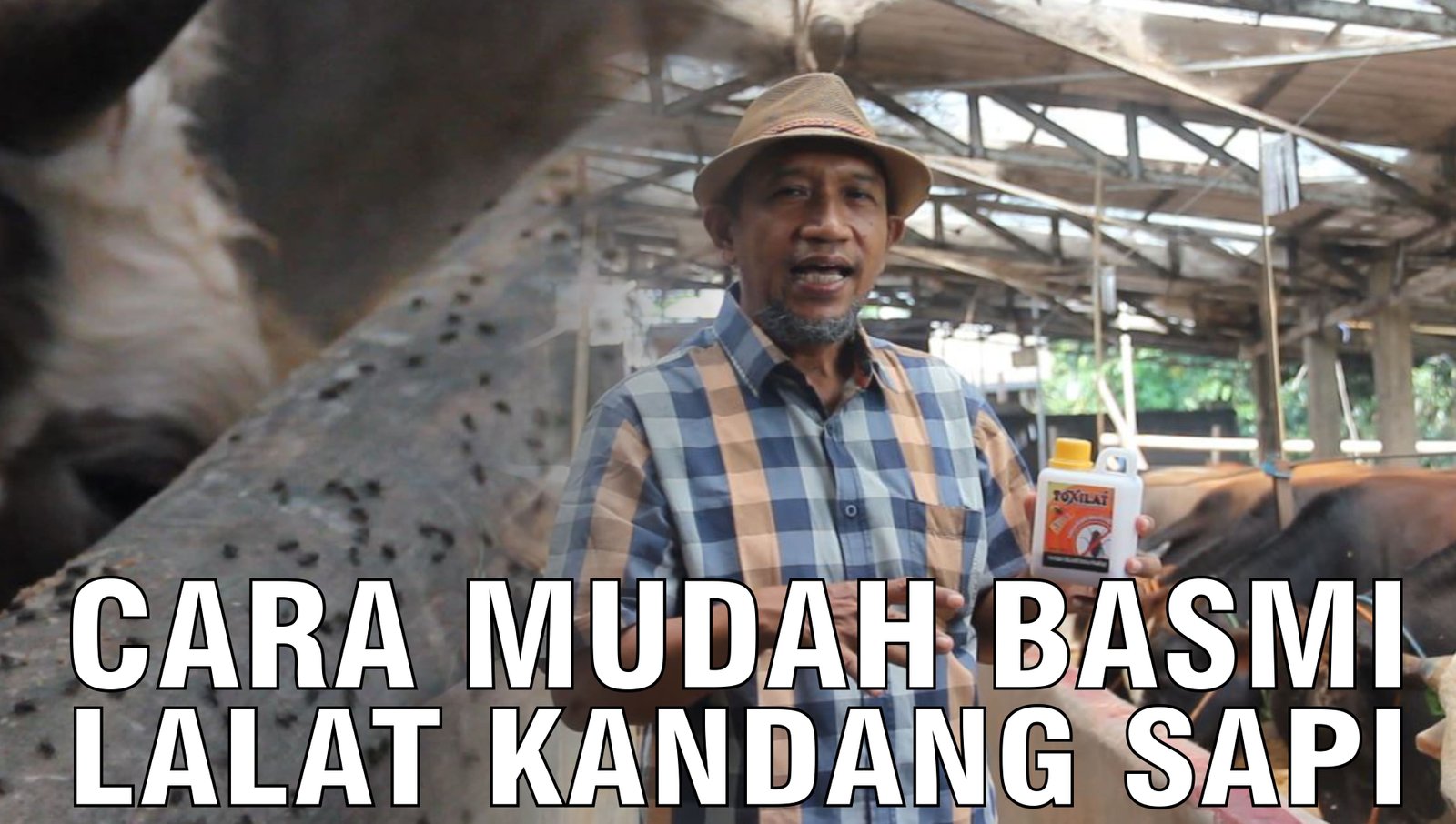 gb-07102024-04.35.07-Cara-Mudah-Basmi-Lalat-Kandang.jpg