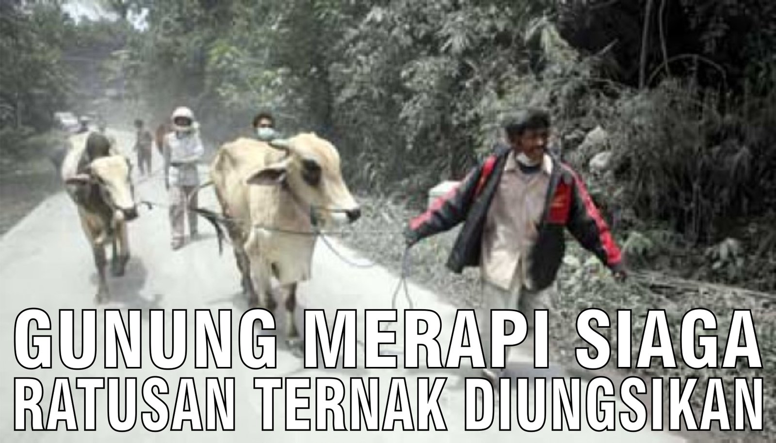 gb-07102024-08.39.33-Gunung-Merapi-Siaga-Ratusan-Ternak-Diungsikan.jpg