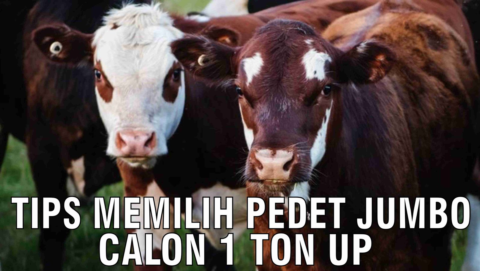 gb-08112024-03.04.34-Tips-Memilih-Pedet-Jumbo-Calon-1-Ton-Up.jpg
