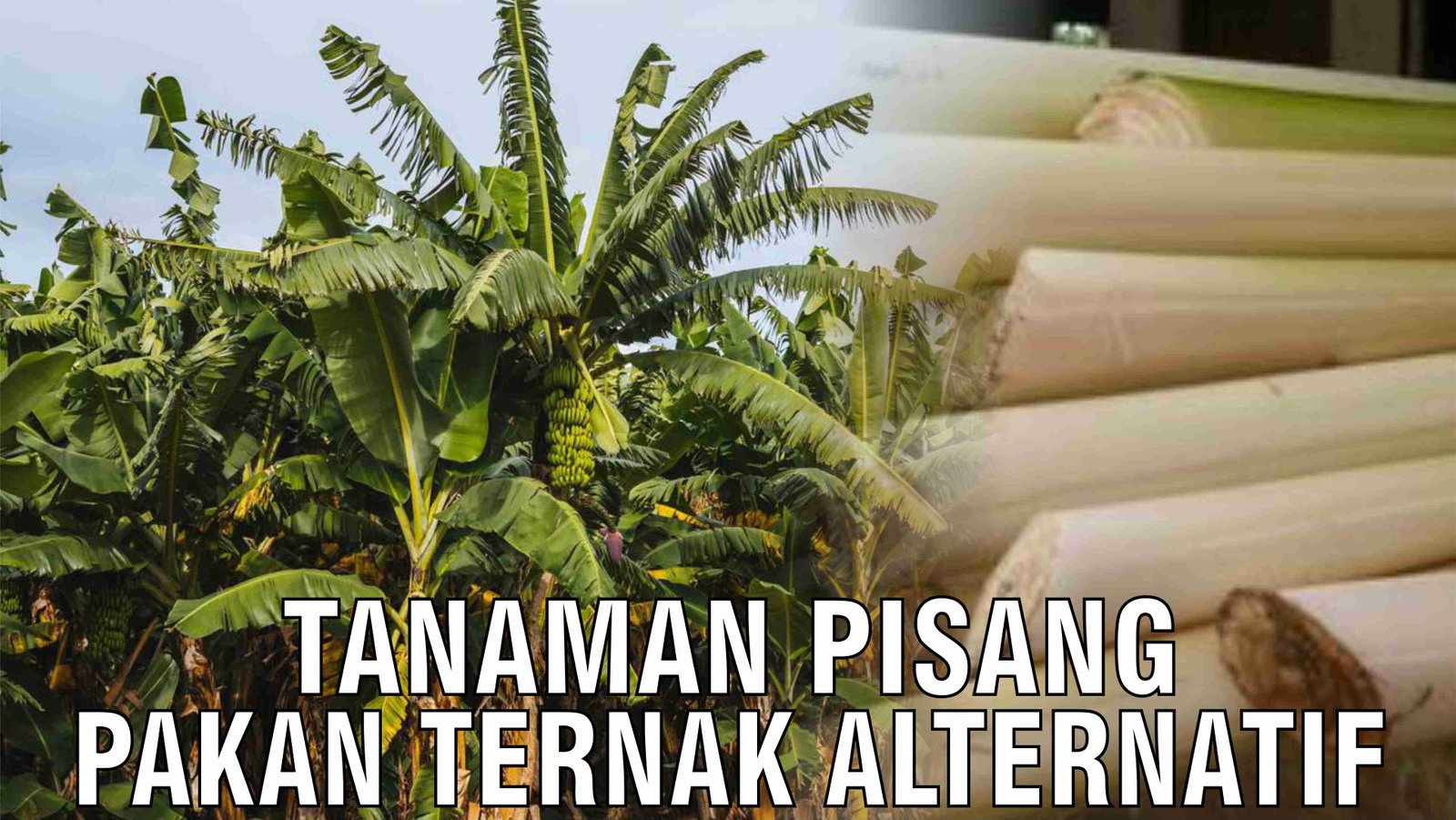 gb-08112024-03.28.09-Tanaman-Pisang-Pakan-Ternak-Alternatif.jpg