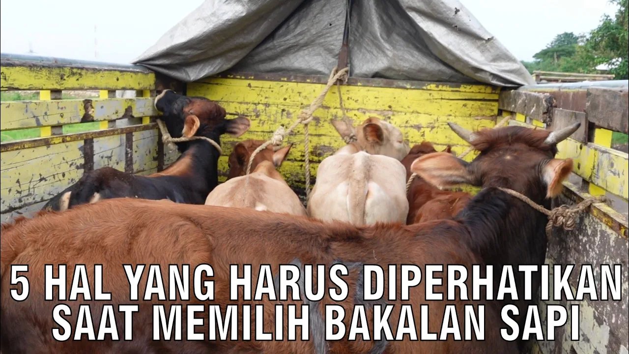 gb-09092024-08.48.44-5-Hal-Yang-Harus-Diperhatikan-Saat-Memilih-Bakalan-Sapi.jpg