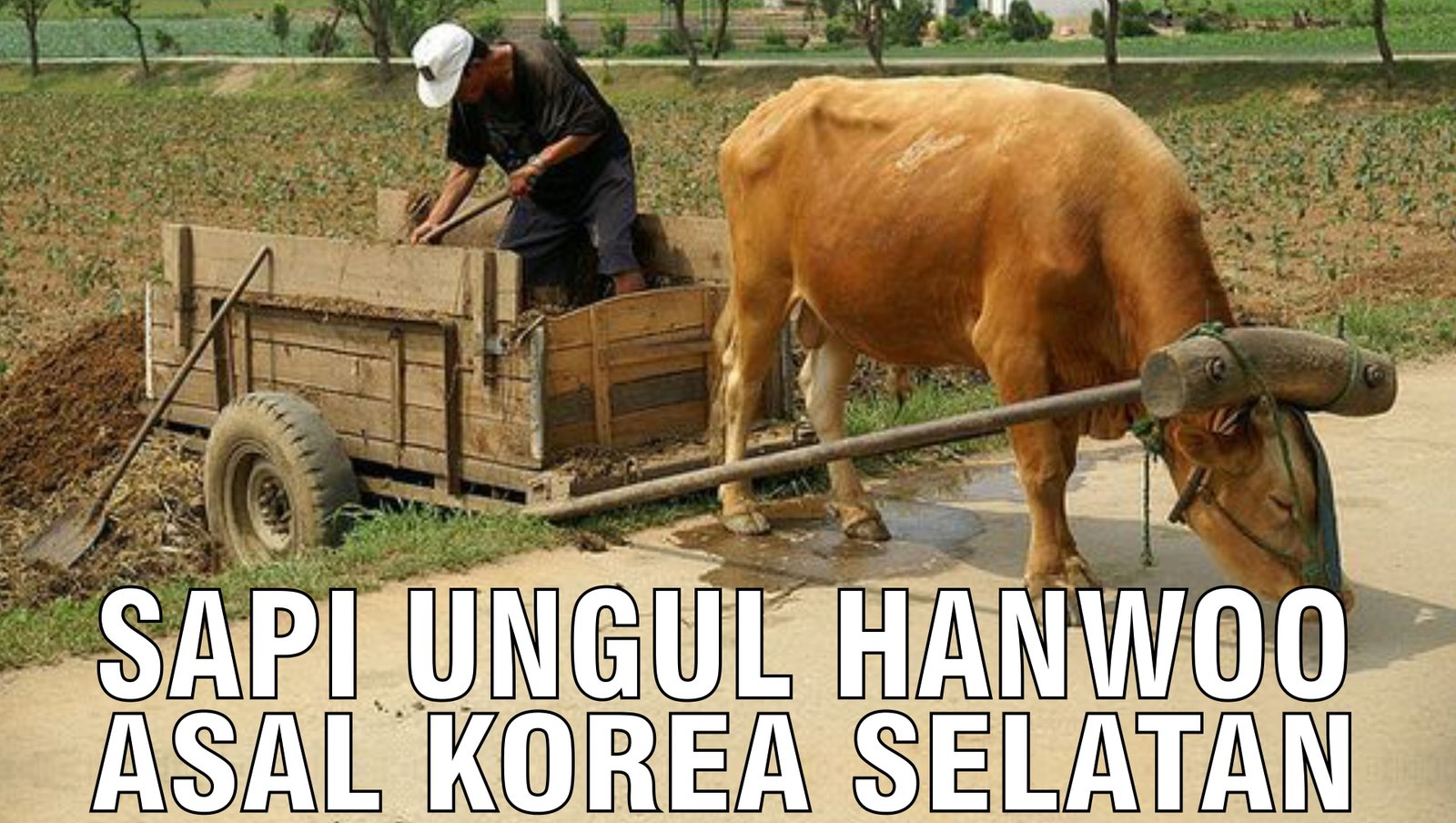 gb-10102024-03.25.49-Sapi-Unggul-Hanwoo-Asal-Korea-Selatan.jpg