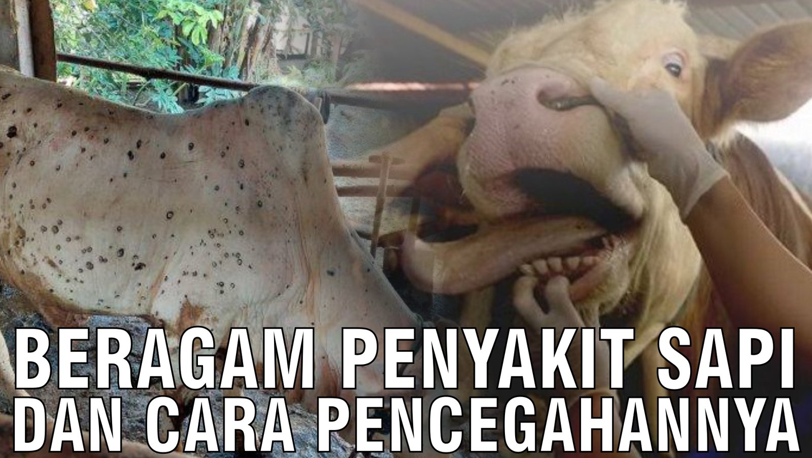 gb-10102024-03.48.04-Beragam-Penyakit-Sapi-Dan-Cara-Pencegahannya.jpg