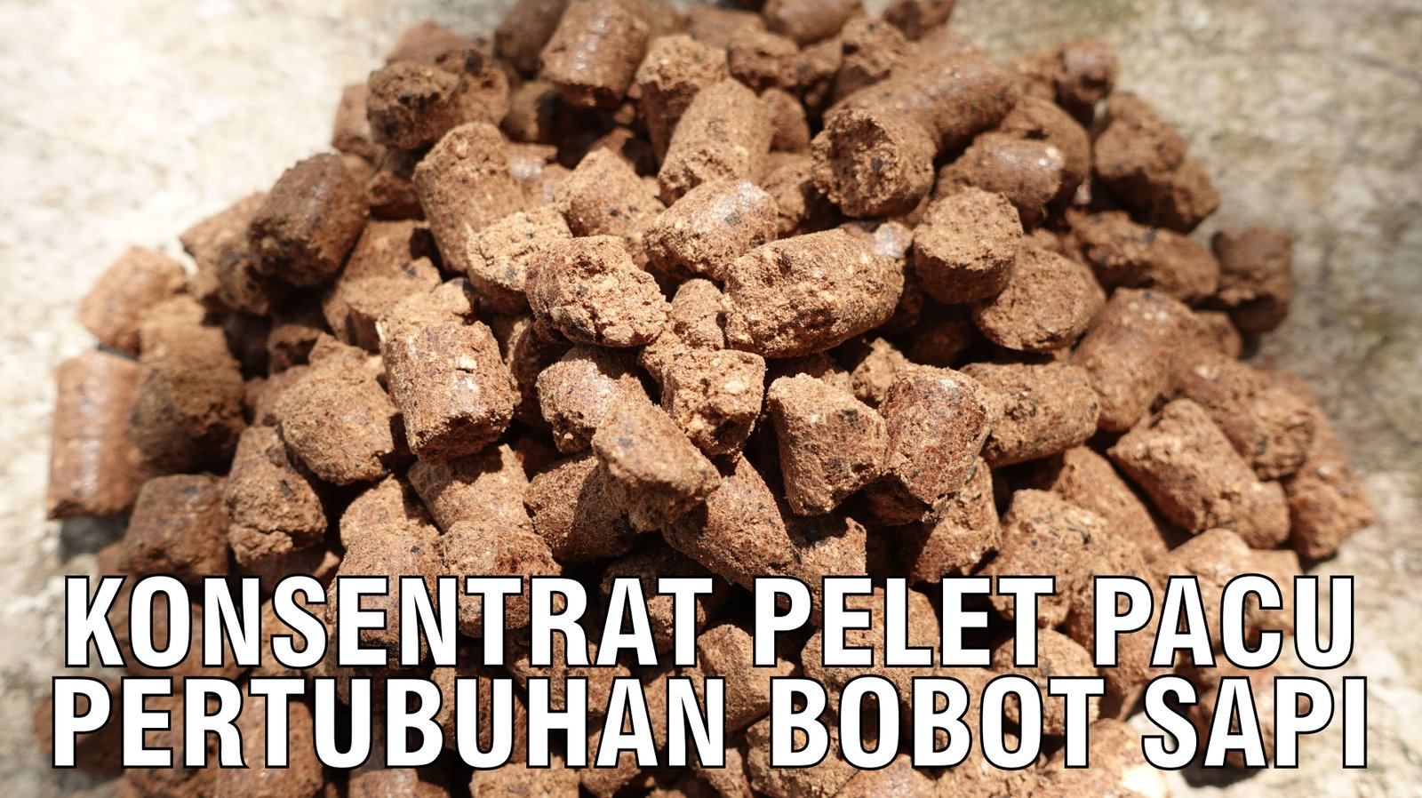 gb-11092024-03.48.01-Konsentrat-Pelet-Picu-Pertumbuhan-Bobot-Sapi.jpg