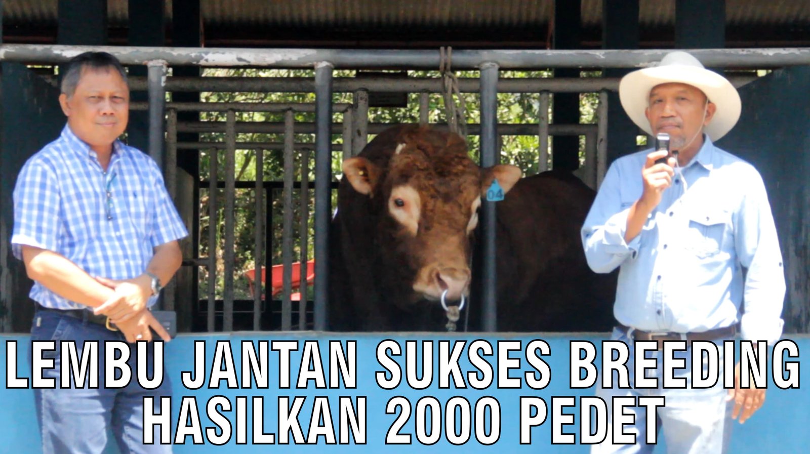 gb-11092024-04.35.03-Lembu-Jantan-Sukses-Breeding-Hasilkan-2000-Pedet.jpg