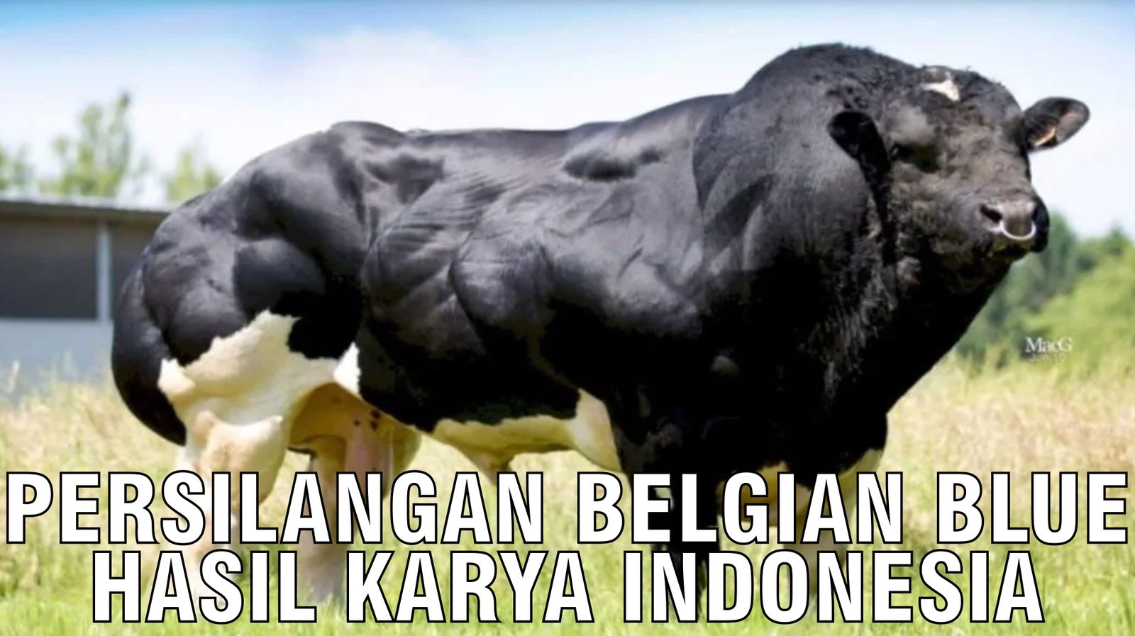 gb-11092024-07.50.53-Persilangan-Belgian-Blue-Hasil-Karya-Indonesia.jpg