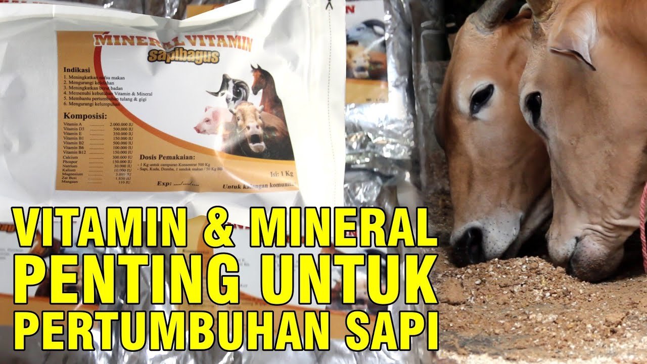 gb-11102022-04.06.18-Pakan-Tambahan-Mineral-Vitamin-Mempercepat-Pertumbuhan.jpg