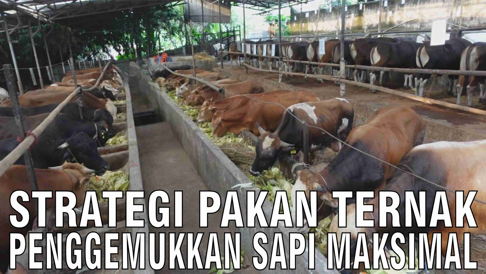 gb-11102024-04.47.04-Strategi-Pakan-Ternak-Penggemukan-Sapi-Maksimal.jpg