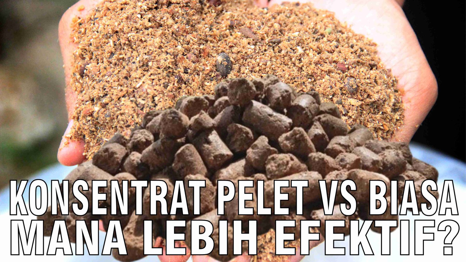 gb-11102024-05.06.15-Konsentrat-Pelet-Vs-Biasa-Mana-Lebih-Efektif-Untuk-Menggemukkan-Sapi.jpg