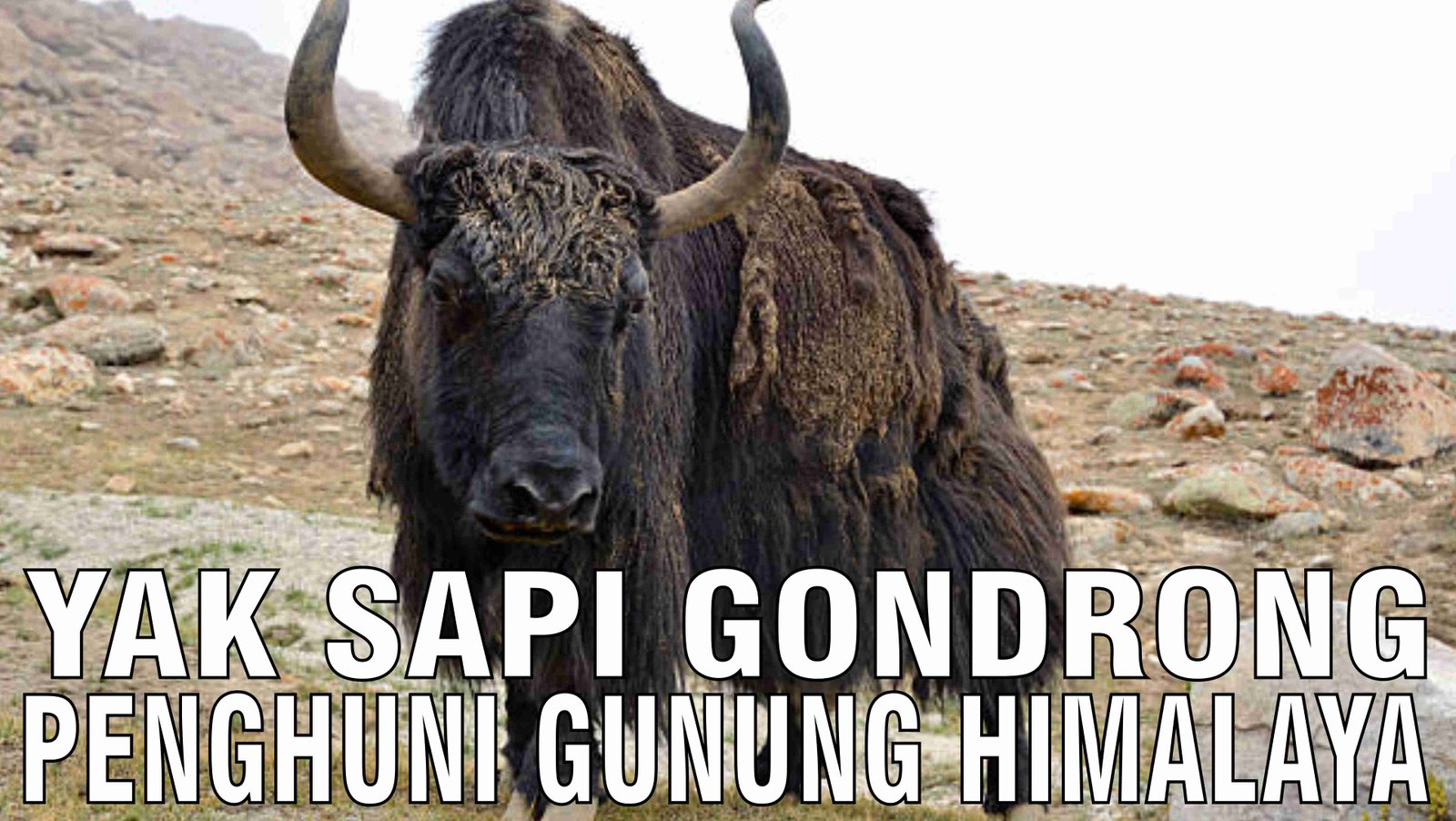 gb-11102024-05.29.10-Sapi-Yak-Penghuni-Pengunungan-Himalaya.jpg