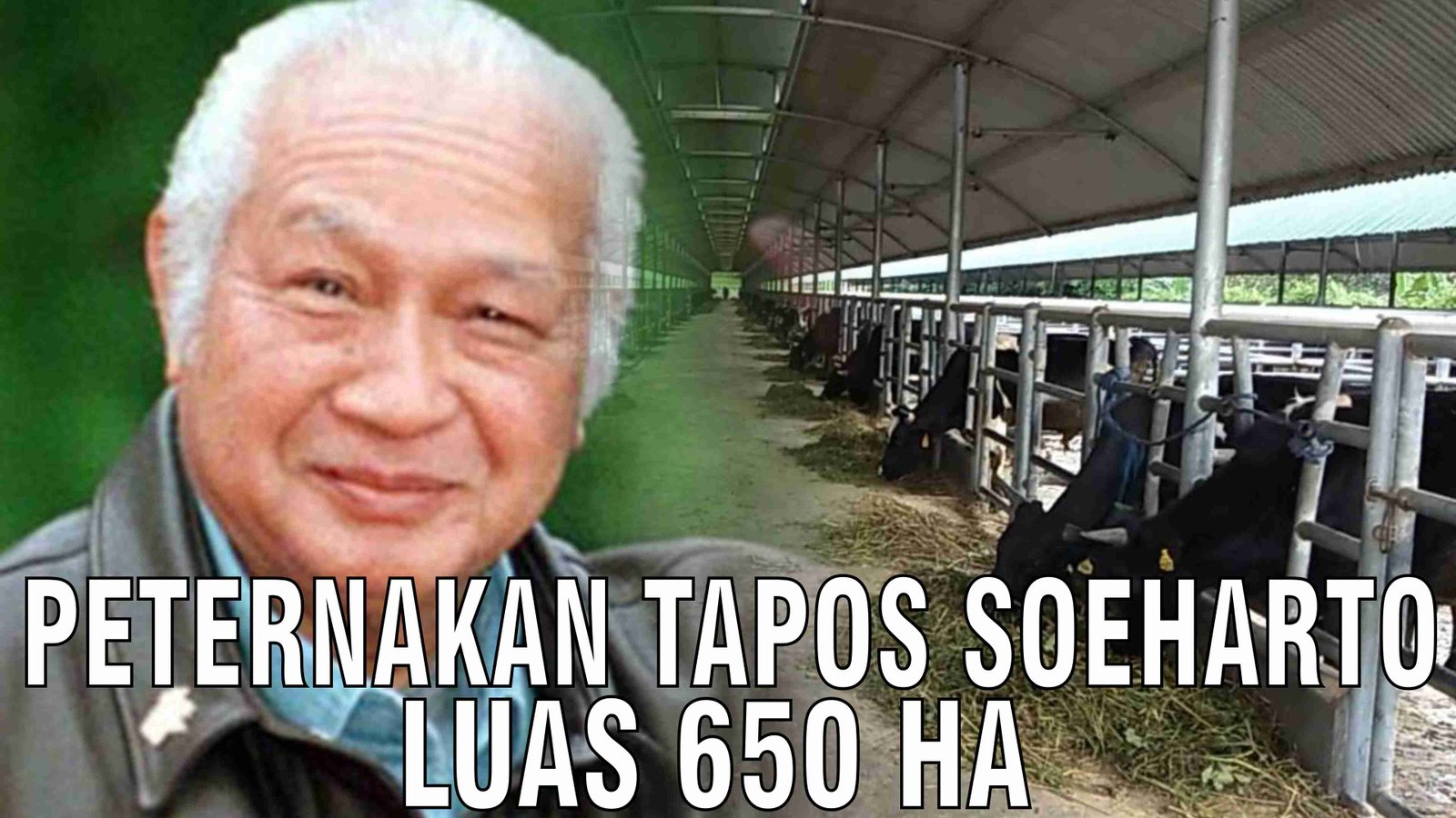 gb-11102024-08.48.40-Peternakan-Tapos-Soeharto-Luas-650-HA.jpg