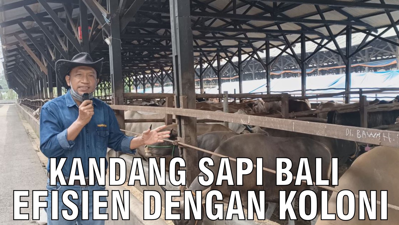 gb-12092024-04.53.25-Kandang-Sapi-Bali-Efisien-Dengan-Koloni.jpg