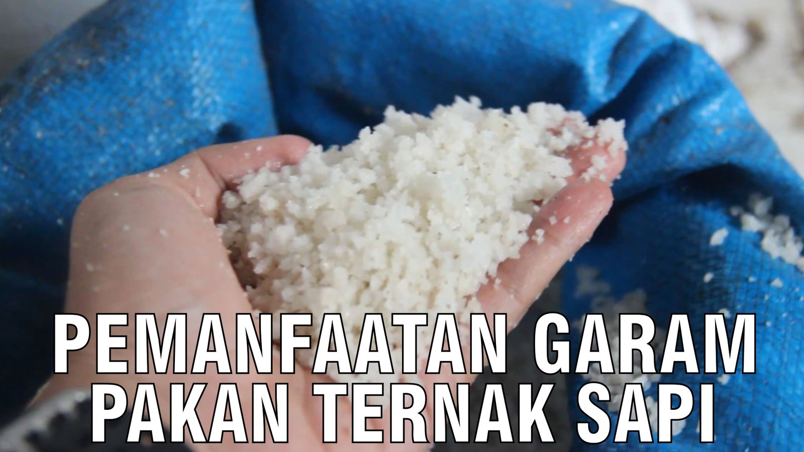 gb-12092024-05.18.24-Pemanfaatan-Garam-Pakan-Ternak-Sapi.jpg