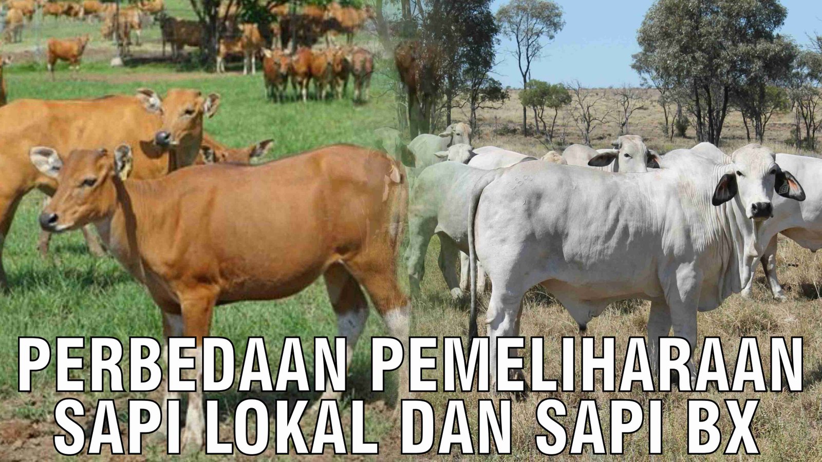 gb-12112024-04.55.41-Perbedaan-Pemeliharaan-Sapi-Lokal-Dan-Sapi-BX.jpg