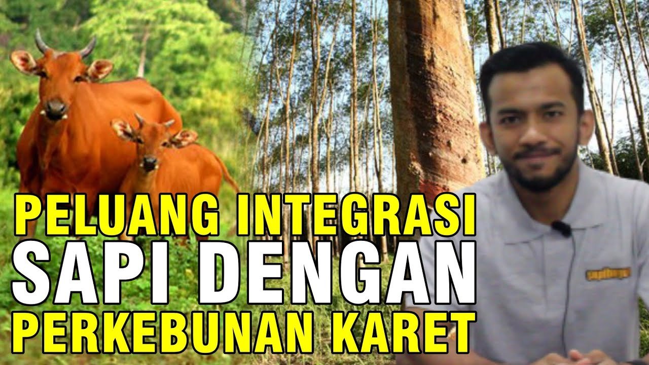 gb-13102023-08.16.17-Pengalaman-Bangkrut-Beternak-Sapi-Integrasi-Perkebunan-Karet-Di-Aceh.jpg