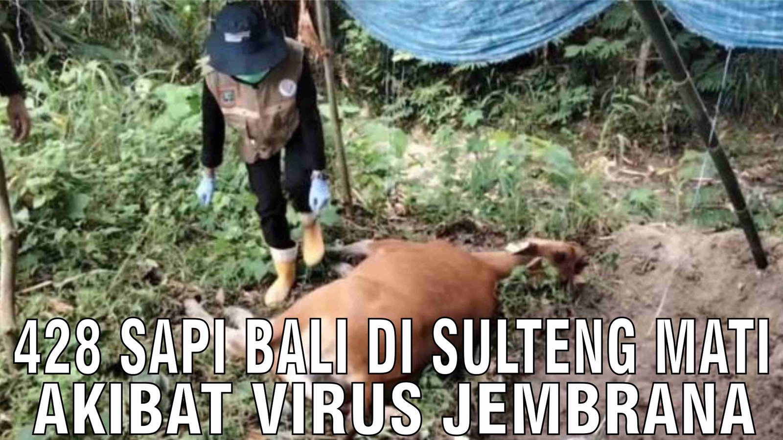gb-14102024-05.57.36-428-Sapi-Bali-Di-Silawesi-Tenggara-Mati-Akibat-Virus-Jembrana.jpg