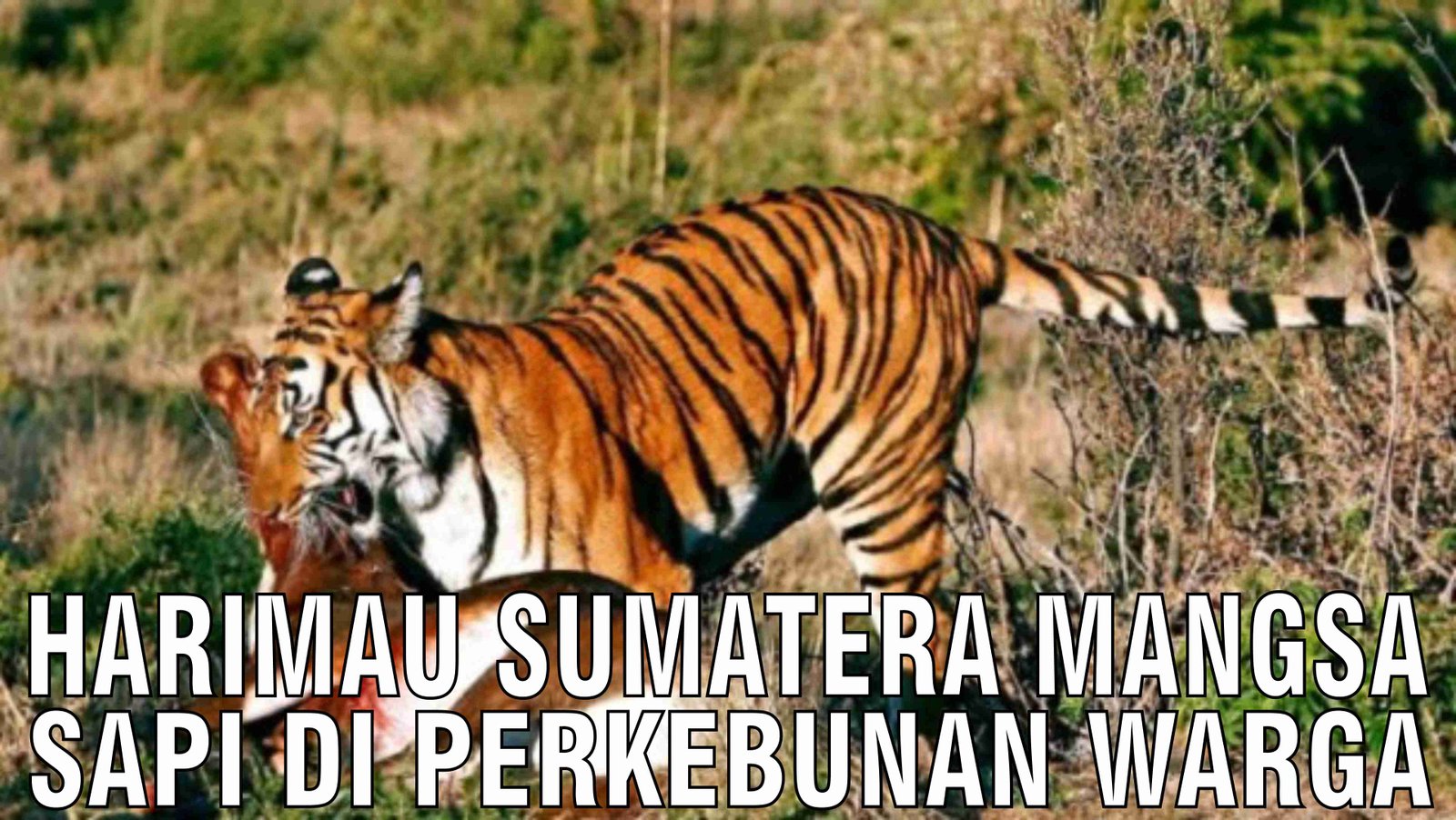 gb-14102024-08.26.27-Harimau-Sumatera-Mangsa-Sapi-Di-Perkebunan-Warga-Aceh.jpg