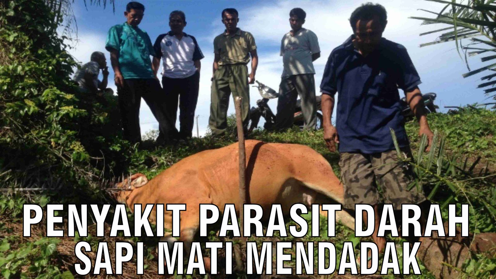 gb-14112024-05.11.22-Penyakit-Parasit-Darah-Sapi-Mati-Mendadak.jpg