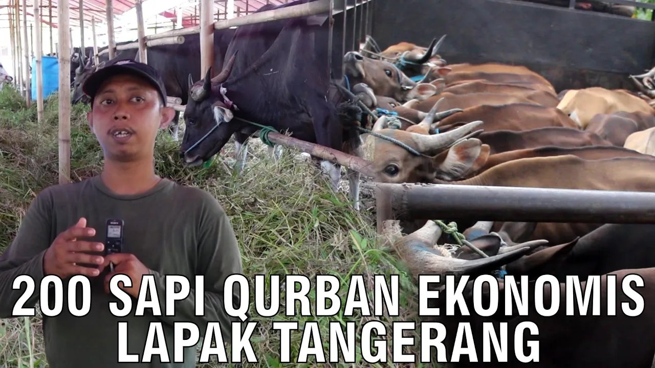 gb-15022024-04.15.47-Lapak-Sapi-Qurban-Ekonomis-2023-Tangerang.jpg