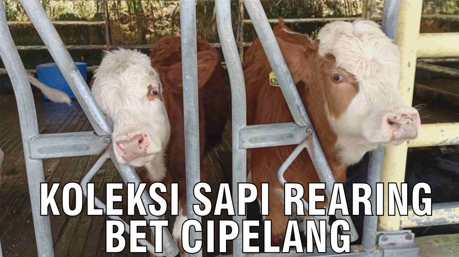 gb-15102024-04.25.00-Koleksi-Sapi-Rearing-BET-Cipelang.jpg