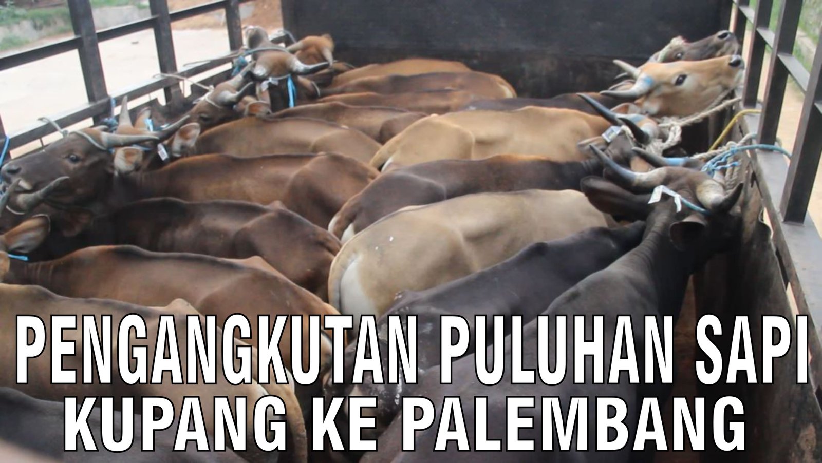 gb-16092024-05.19.03-Pengangkutan-Puluhan-Sapi-Kupang-Tujuan-Palembang.jpg