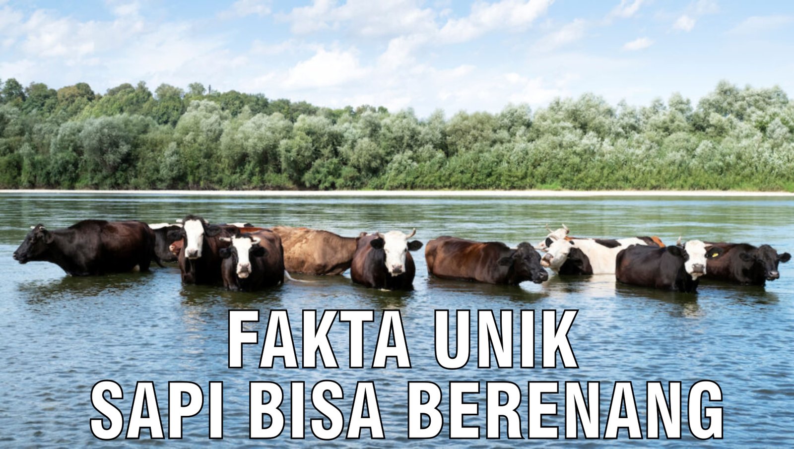 gb-16092024-05.51.51-Fakta-Unik-Sapi-Bisa-Berenang.jpg