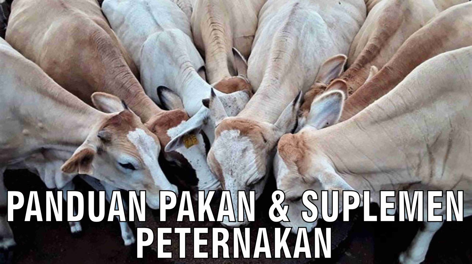 gb-16122024-04.48.22-Panduan-Pakan-Dan-Suplemen-Peternakan.jpg