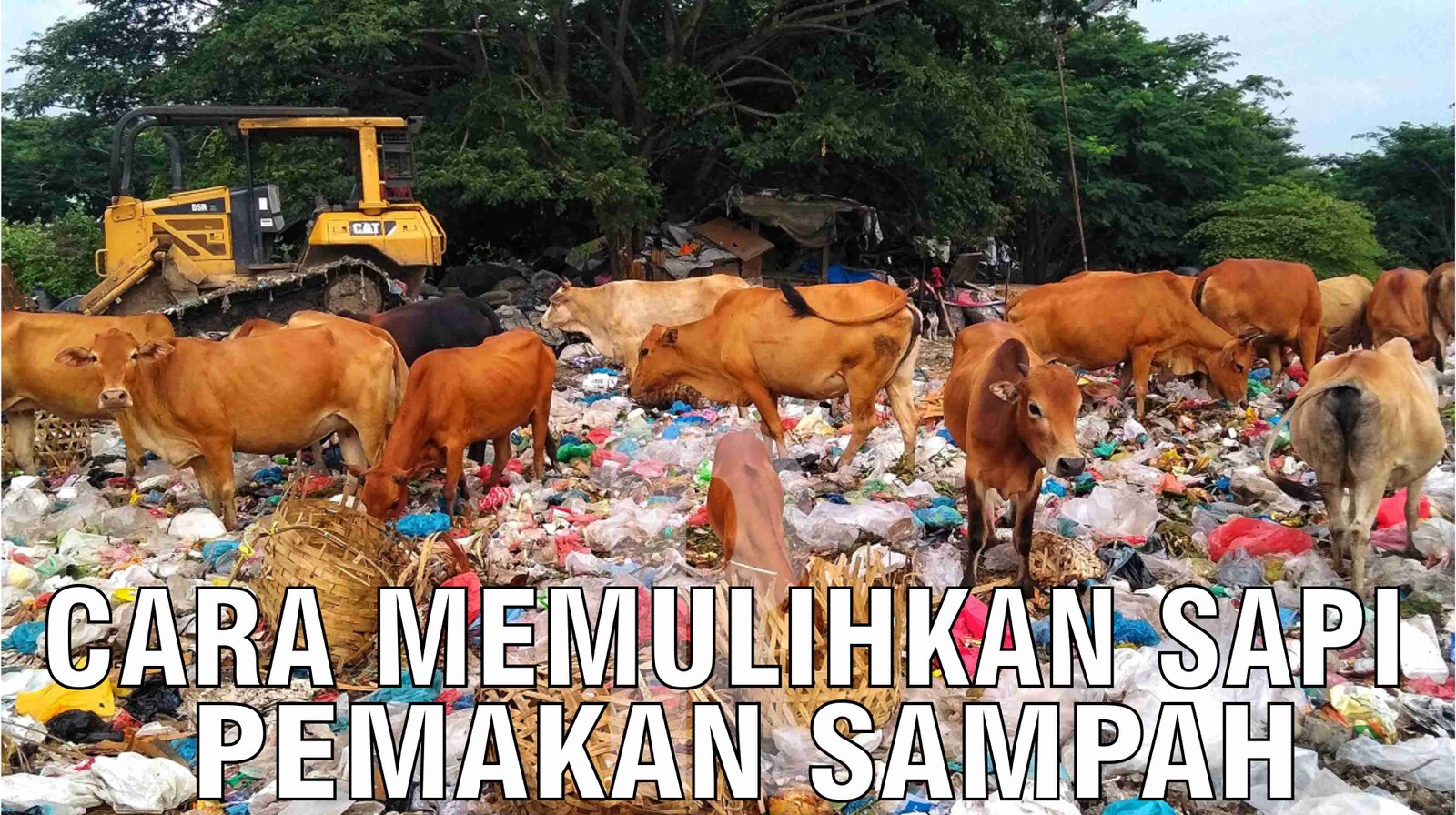 gb-17102024-08.02.52-Cara-Memulihkan-Sapi-Pemakan-Sampah.jpg