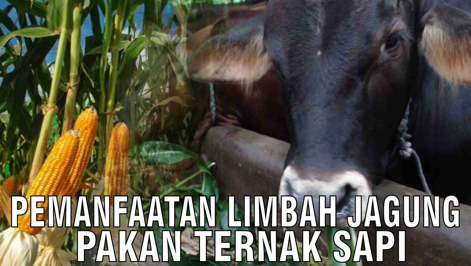 gb-17102024-09.14.53-Pemanfaatan-Limbah-Jagung-Pakan-Ternak-Sapi.jpg