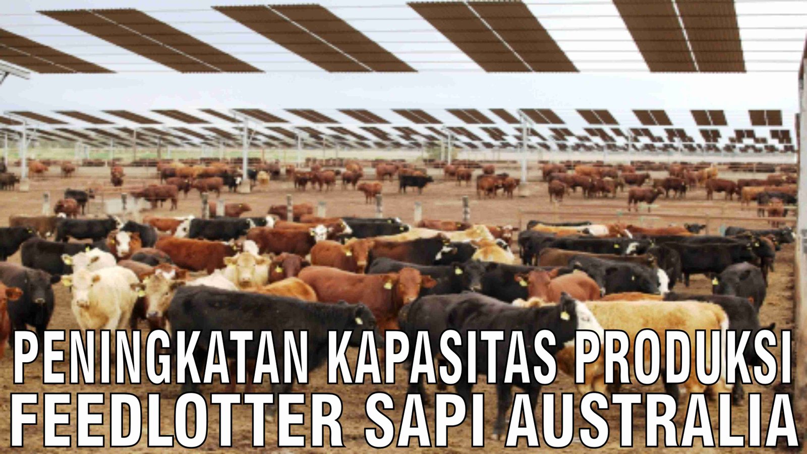 gb-17122024-05.00.28-Peningkatan-Kapasitas-Produksi-Feedlotter-Sapi-Australia.jpg