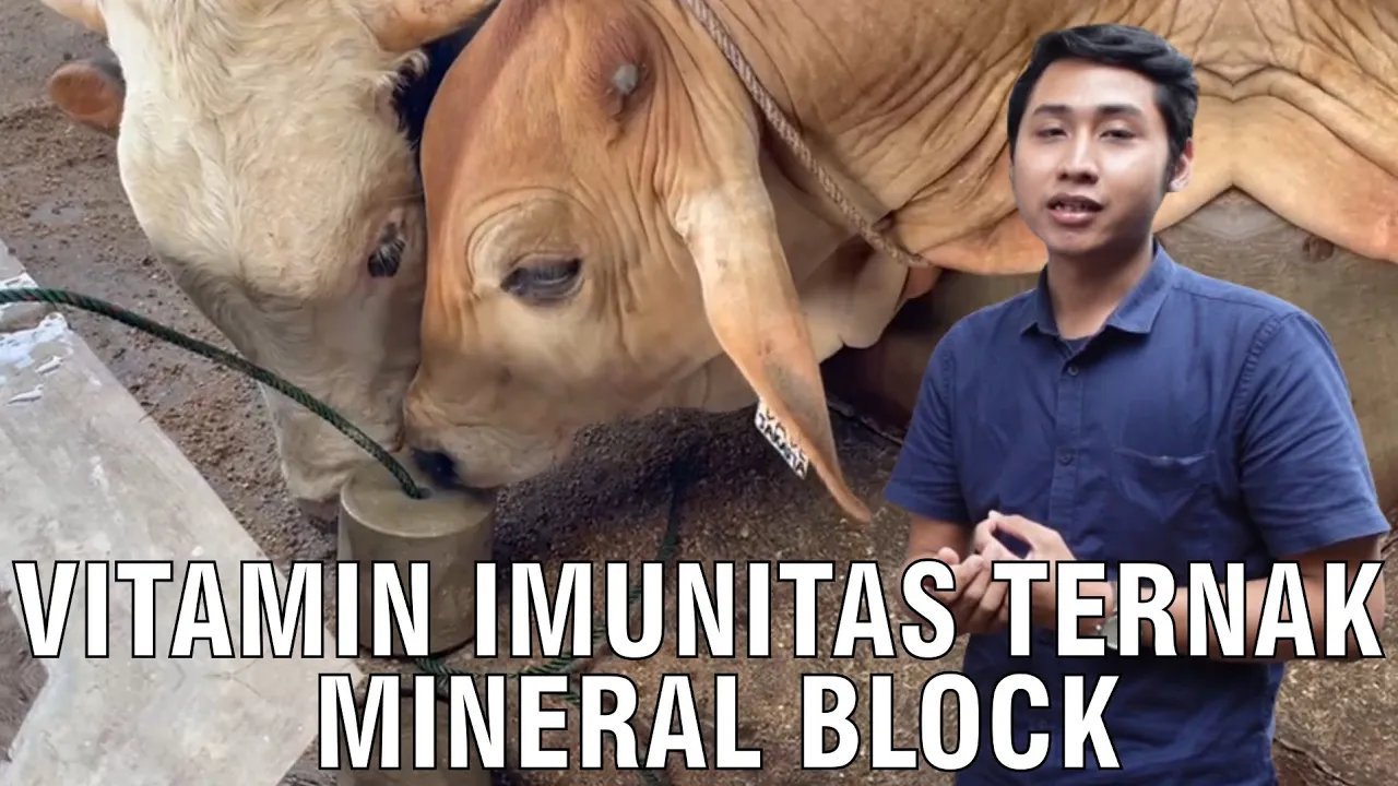 gb-18072024-08.17.00-Vitamin-Imunitas-Ternak-Mineral-Block.jpg