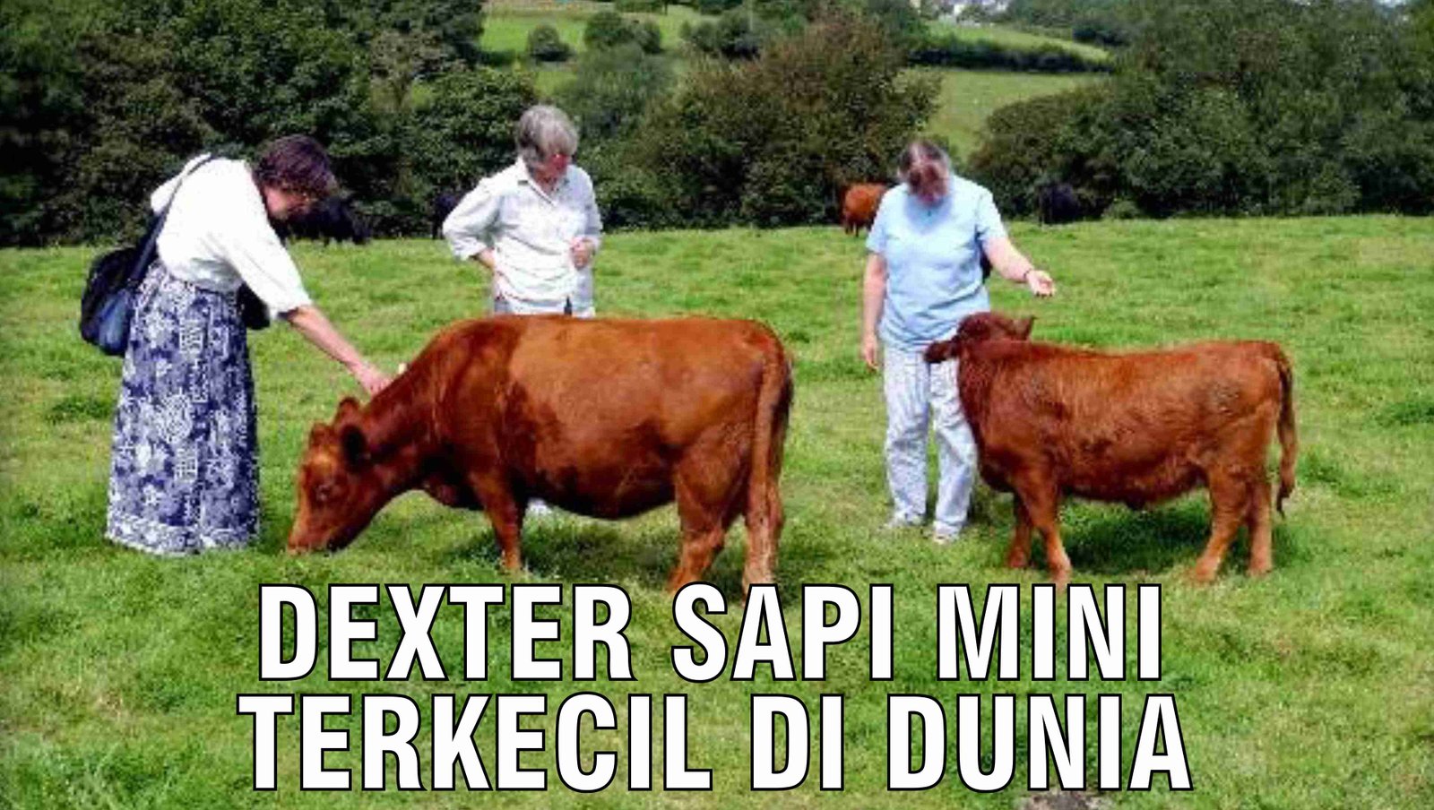 gb-18102024-08.39.37-Dexter-Sapi-Mini-Terkecil-Di-Dunia.jpg