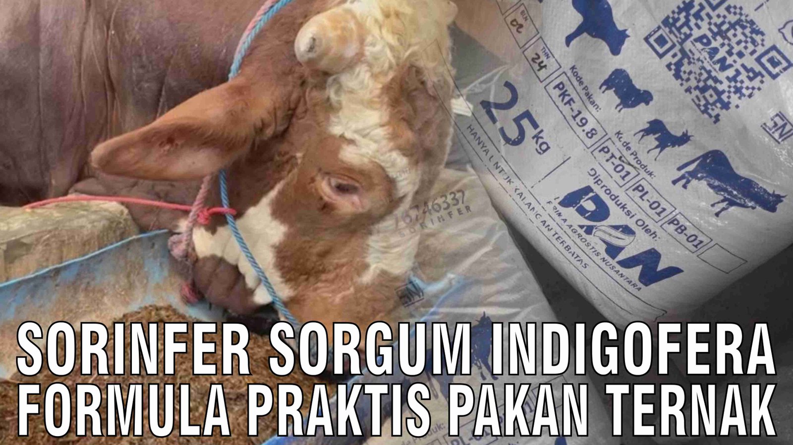 gb-18102024-09.04.34-Sorinfer-Sorgum-Indigofera-Formula-Praktis-Pakan-Ternak.jpg