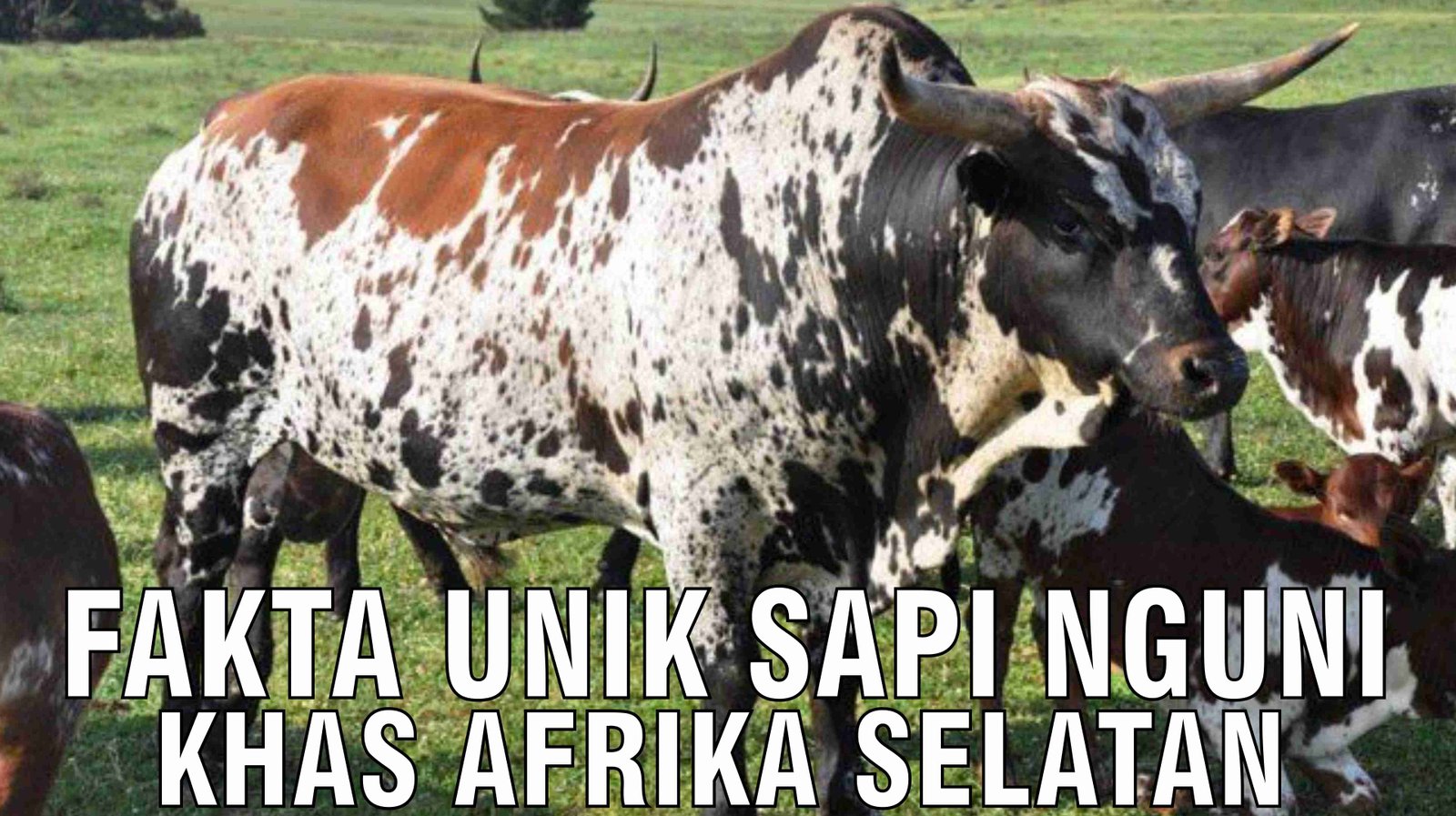 gb-18112024-03.05.41-Fakta-Unik-Sapi-Nguni-Khas-Afrika-Selatan.jpg