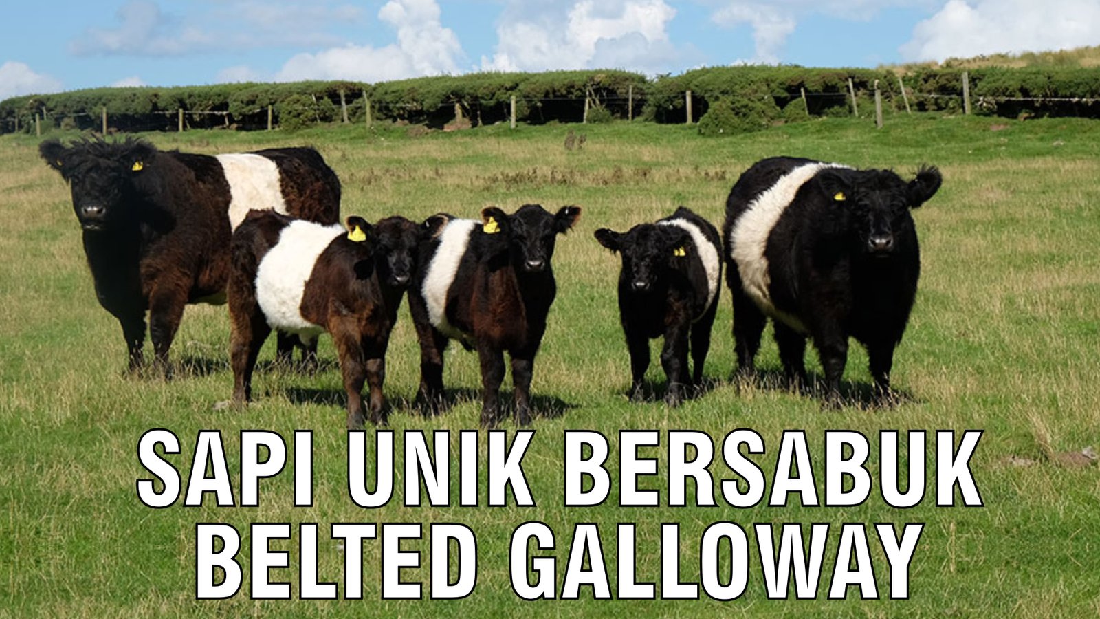 gb-19092024-03.48.34-Sapi-Unik-Bersabuk-Belted-Galloway.jpg