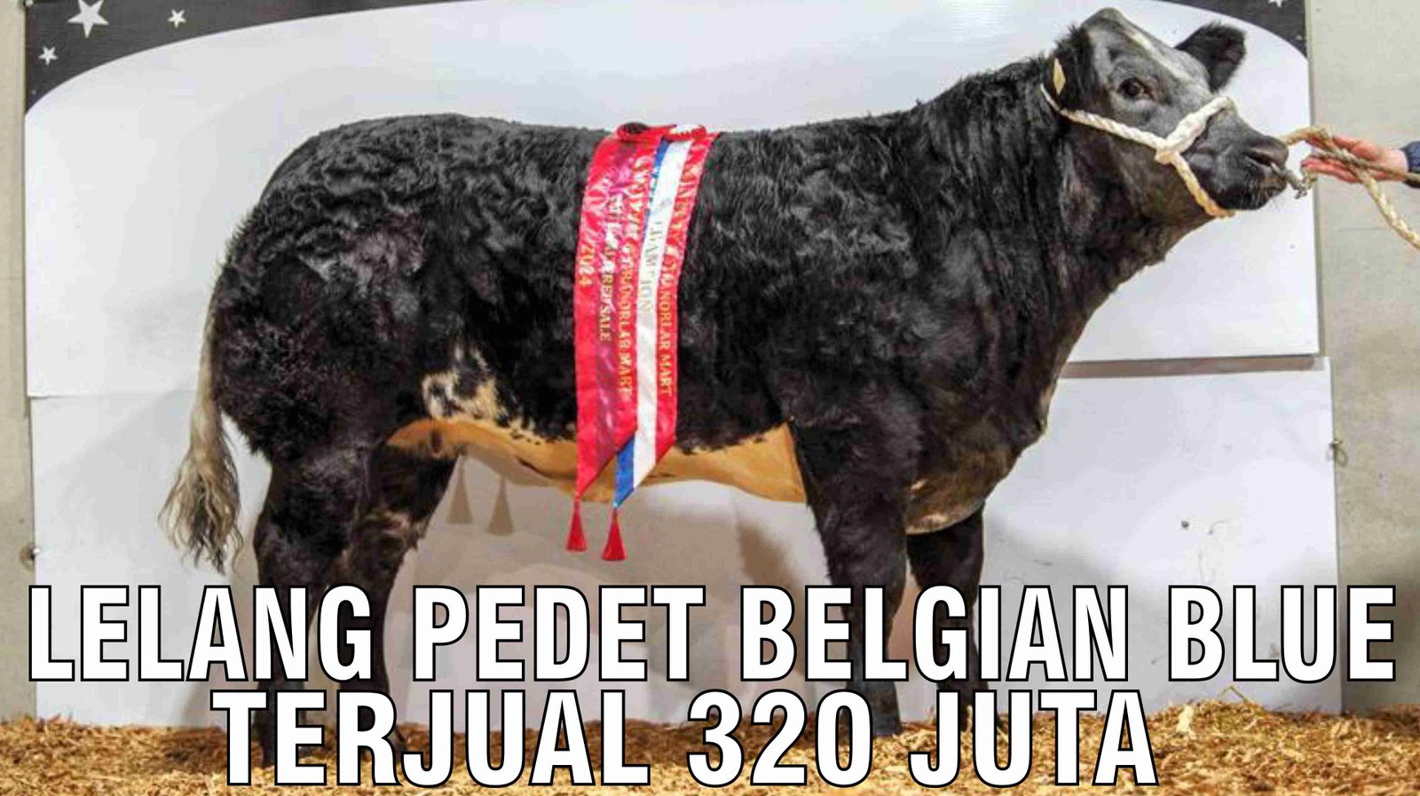 gb-19112024-08.55.34-Lelang-Pedet-Belgian-Blue-Terjual-320-Juta.jpg