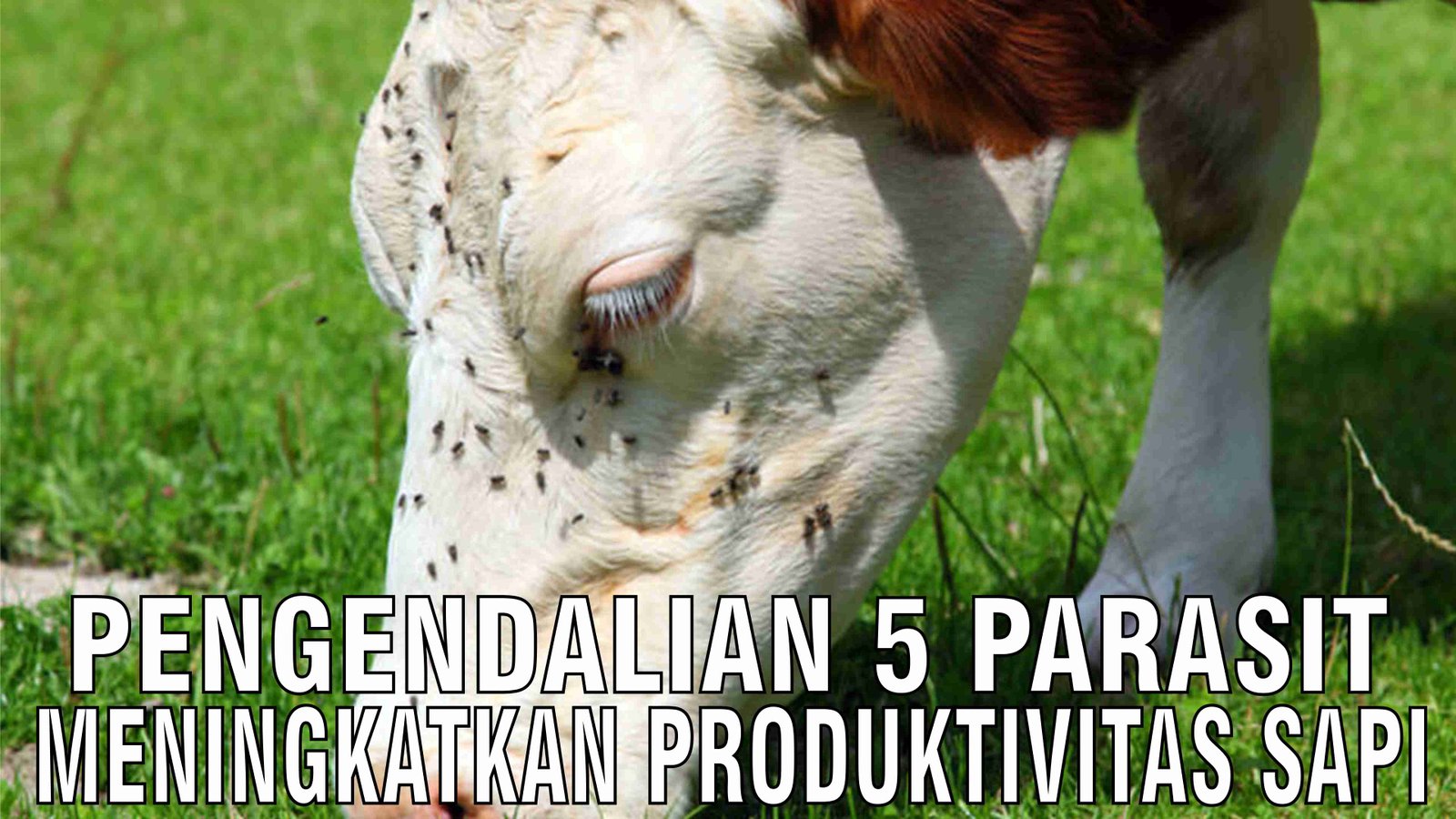 gb-19122024-05.51.06-Pengendalian-5-Parasit-Meningkatkan-Produktivitas-Sapi.jpg