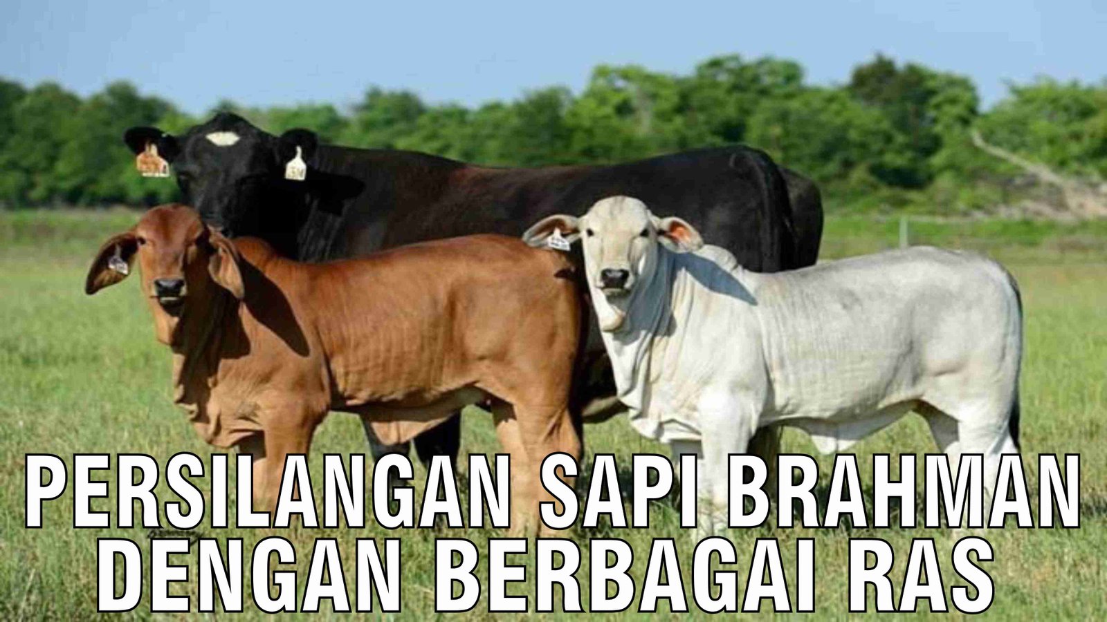 gb-20122024-04.22.03-Persilangan-Sapi-Brahman-Dengan-Berbagai-Ras.jpg