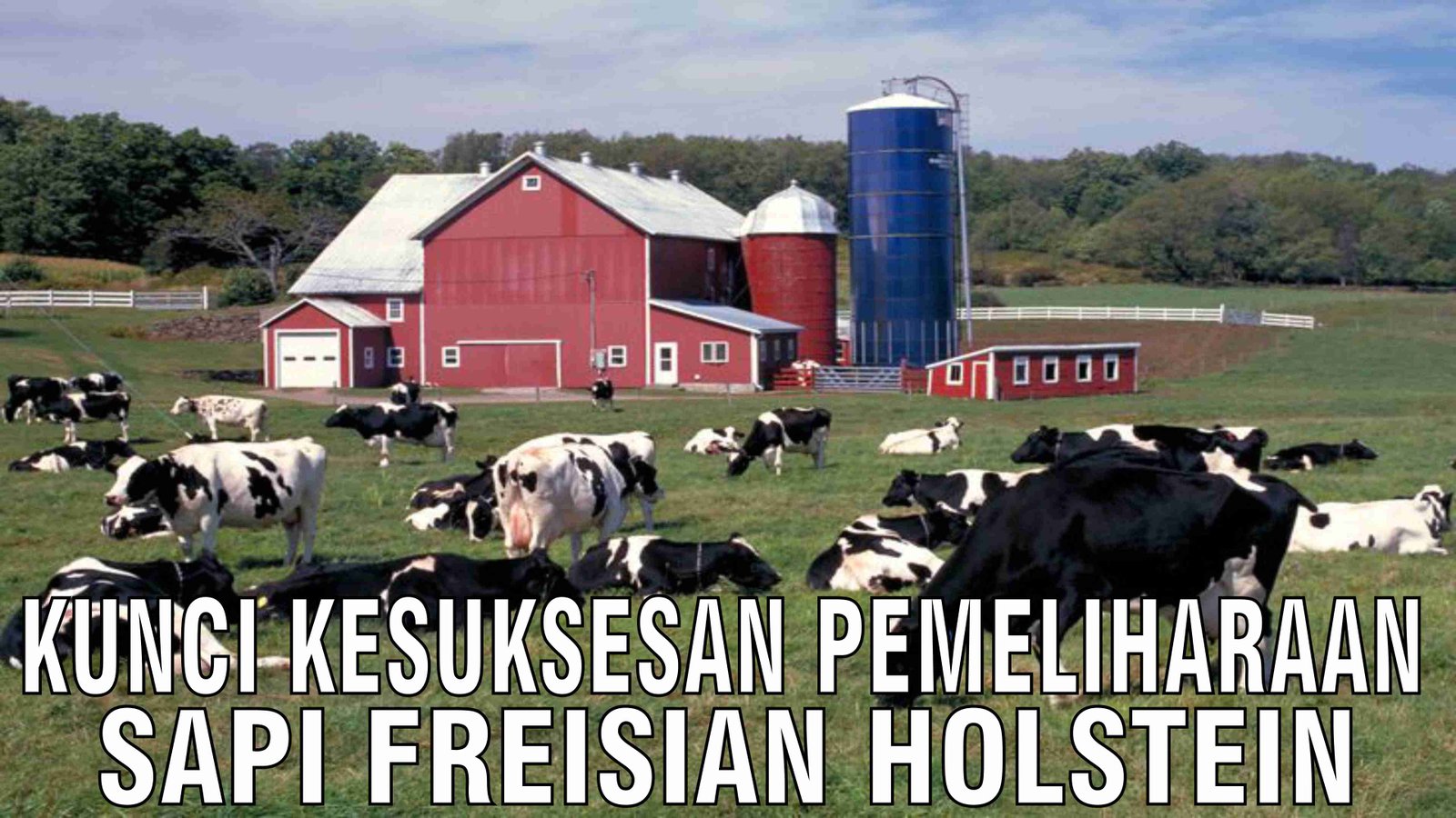 gb-20122024-04.48.45-Kunci-Kesuksesan-Pemeliharaan-Sapi-Freisian-Holstein.jpg