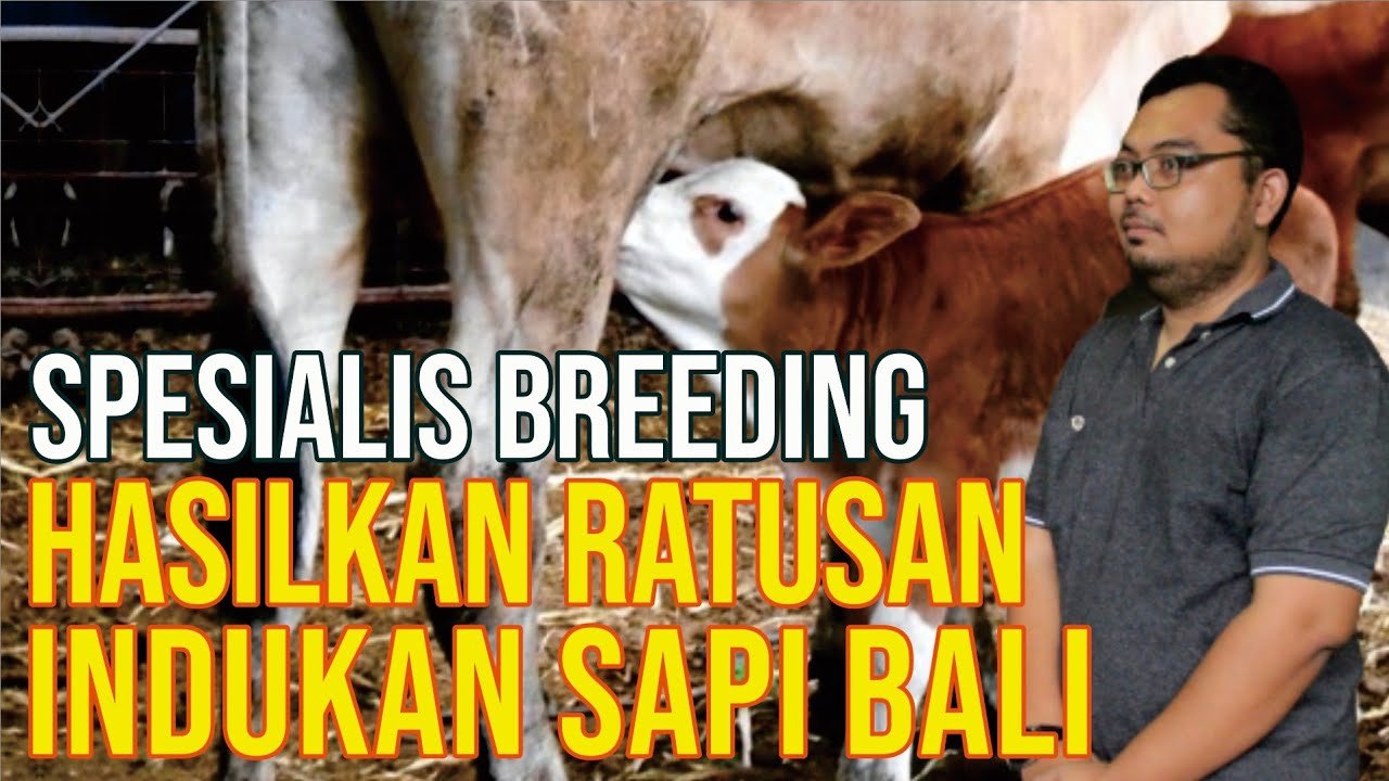 gb-21122022-07.55.21-Sukses-Beternak-Spesialis-Breeding-Hasilkan-Ratusan-Indukan-Sapi-Bali.jpg