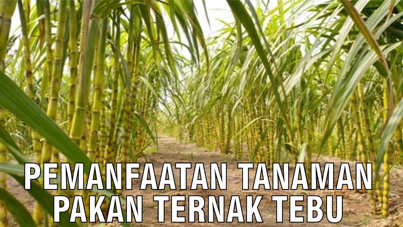 gb-21122024-04.52.46-Pemanfaatan-Tanaman-Pakan-Ternak-Tebu.jpg