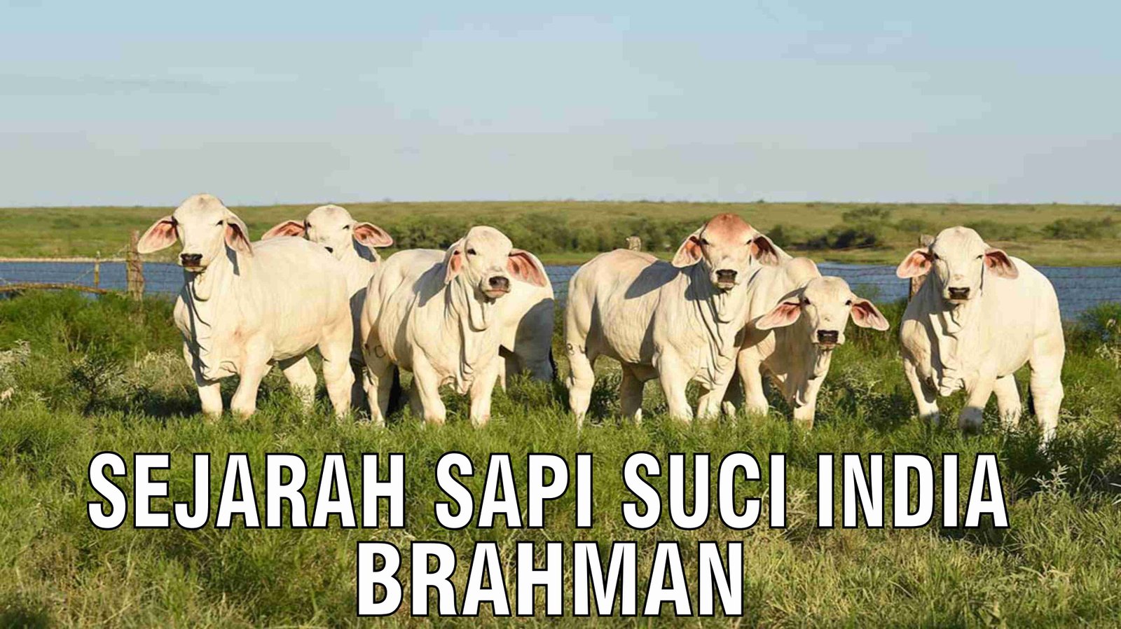 gb-21122024-05.07.10-Sejarah-Sapi-Suci-India-Brahman.jpg
