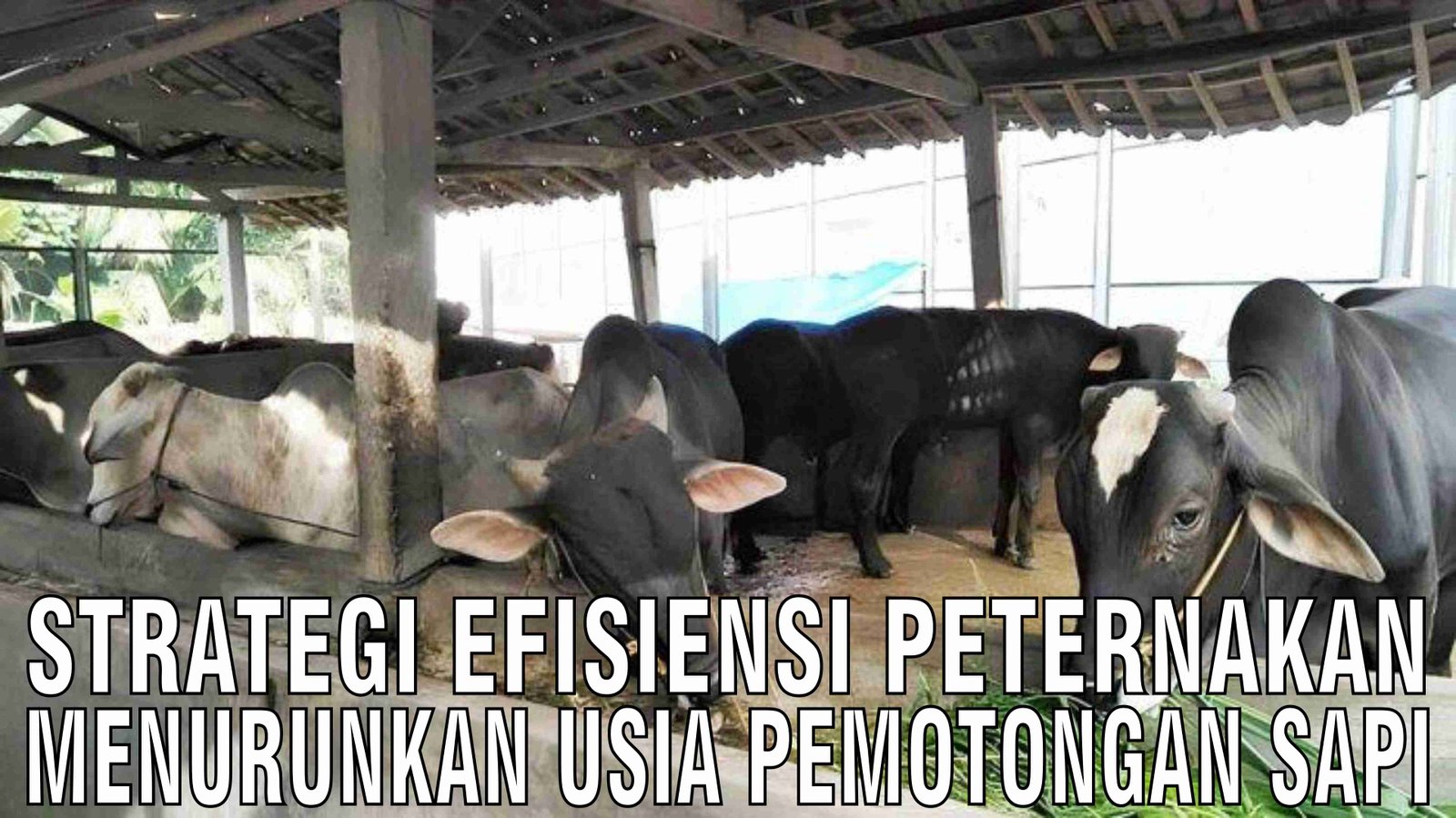 gb-21122024-05.25.43-Strategi-Efisiensi-Peternakan-Menurunkan-Usia-Pemotongan-Sapi.jpg